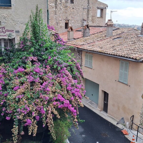 Veronica - Picture 1 of 1